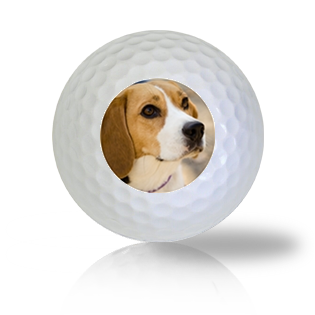 Beagle Golf Balls - Found Golf Balls