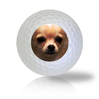 Chihuahua Golf Balls - Found Golf Balls