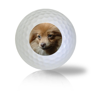 Pomeranian Golf Balls - Found Golf Balls