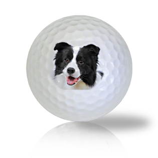 Border Collie Golf Balls Used Golf Balls - Foundgolfballs.com