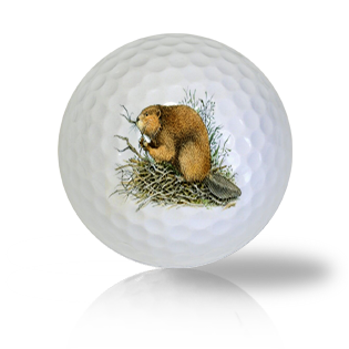 Beaver Golf Balls - Found Golf Balls