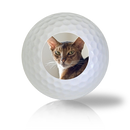 Abyssinian Cat Golf Balls - Found Golf Balls